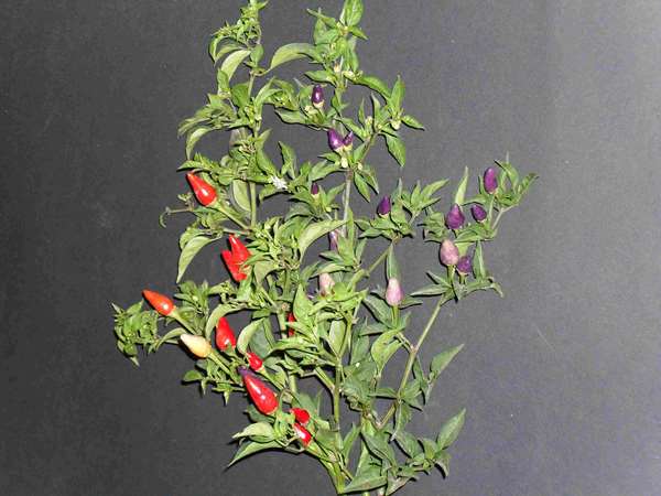 PEPERONCINO SHANGAY NR.50 SEMI